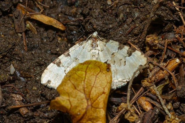 Colostygia pectinataria - zöld levélaraszoló