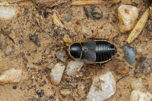Blattodea - Csótányok