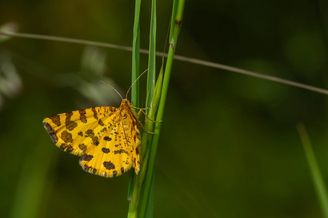 Pseudopanthera macularia - párducfoltos araszoló