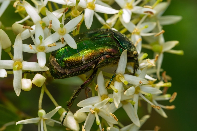Cetonia aurata - aranyos virágbogár