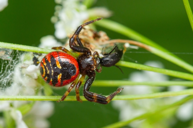 Synema globosum/ornatum
