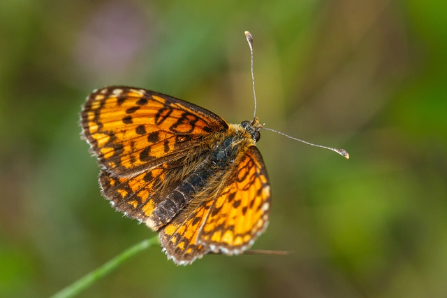 Melitaea trivia - kis tarkalepke