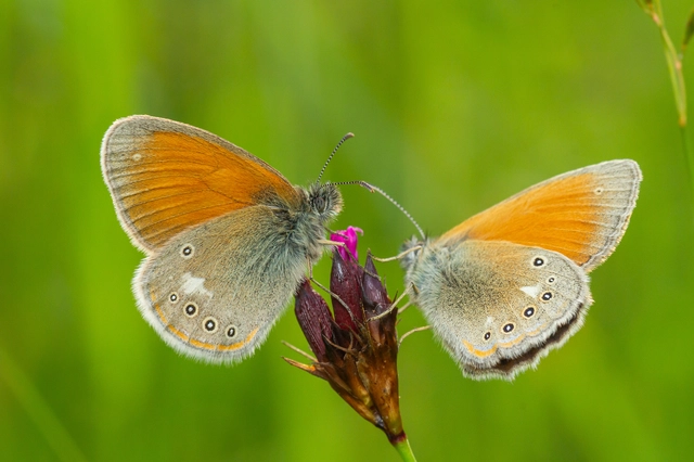 Coenonympha glycerion - közönséges szénalepke