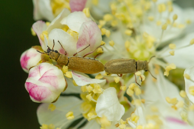Danacea