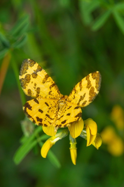Pseudopanthera macularia - párducfoltos araszoló