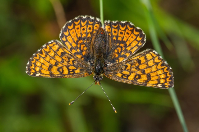 Melitaea cinxia - réti tarkalepke