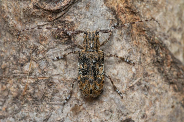 Mesosa nebulosa - ködfoltos cincér