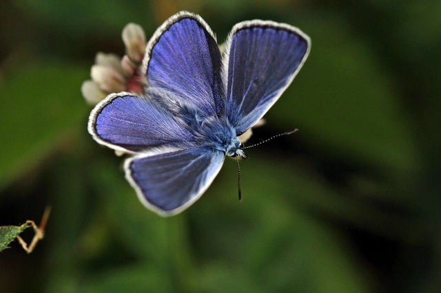 Polyommatus icarus - közönséges boglárka