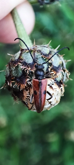 Vadonia unipunctata - kétpettyes virágcincér