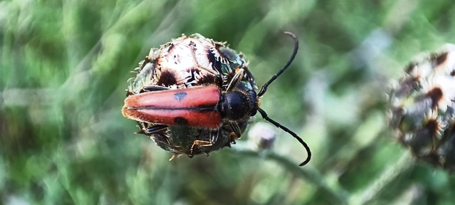 Vadonia unipunctata - kétpettyes virágcincér