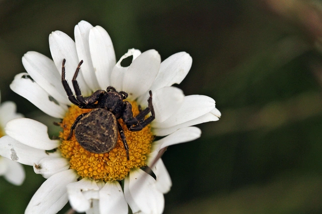 Xysticus