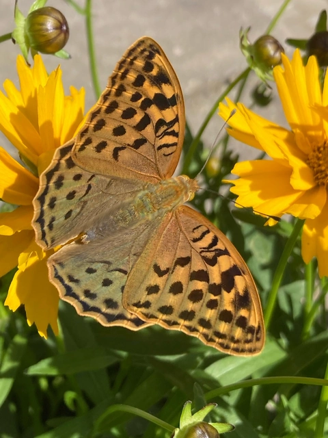 Argynnis pandora - zöldes gyöngyházlepke Argynnis pandora - zöldes gyöngyházlepke