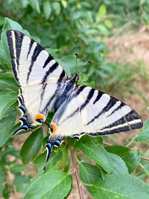 Iphiclides podalirius - kardoslepke Iphiclides podalirius - kardoslepke