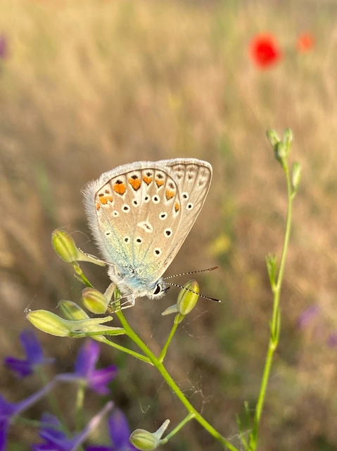 Polyommatus icarus - közönséges boglárka Polyommatus icarus - közönséges boglárka