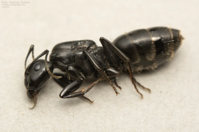 Camponotus vagus - fekete lóhangya