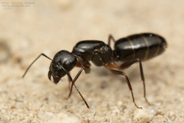 Camponotus fallax - ligeti lóhangya