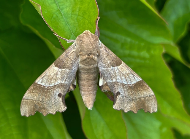 Marumba quercus - tölgyfaszender