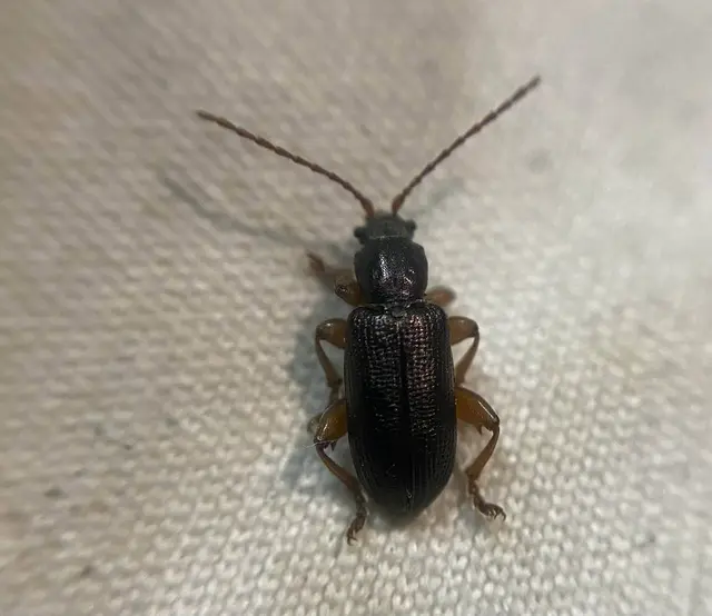 Plateumaris rustica