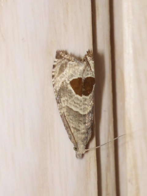 Notocelia uddmanniana - málnasodró tükrösmoly