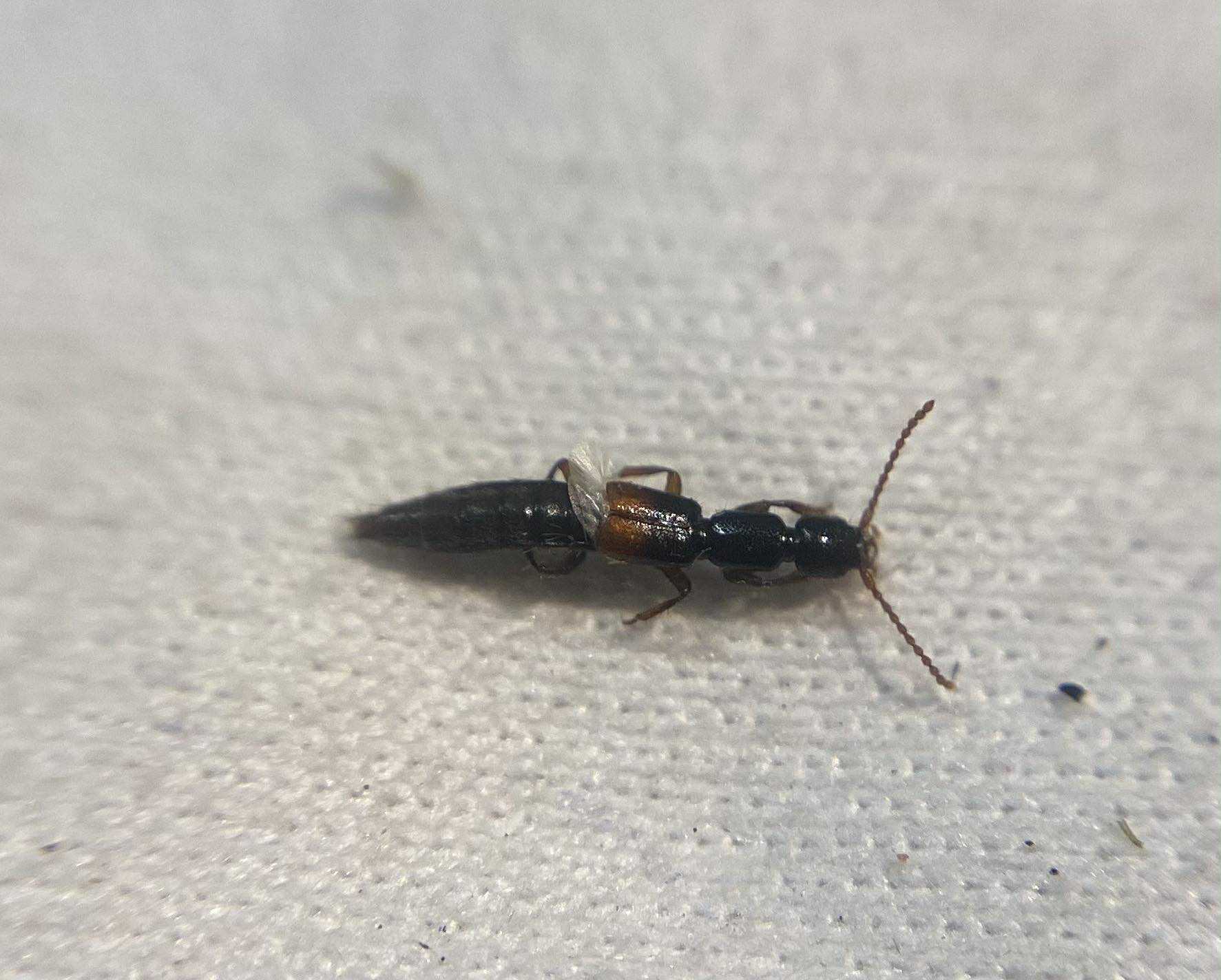 Lathrobium elegantulum - vörösfoltos mocsárholyva