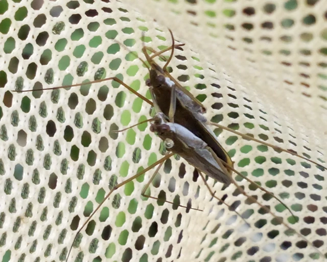 Gerridae - molnárpoloskák
