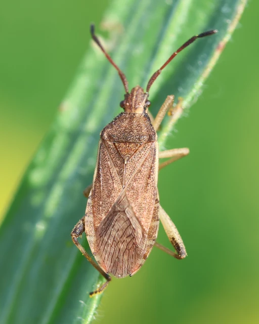 Ceraleptus lividus