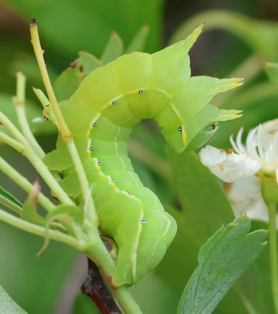 Asteroscopus sphinx - csillagnéző bundásbagoly