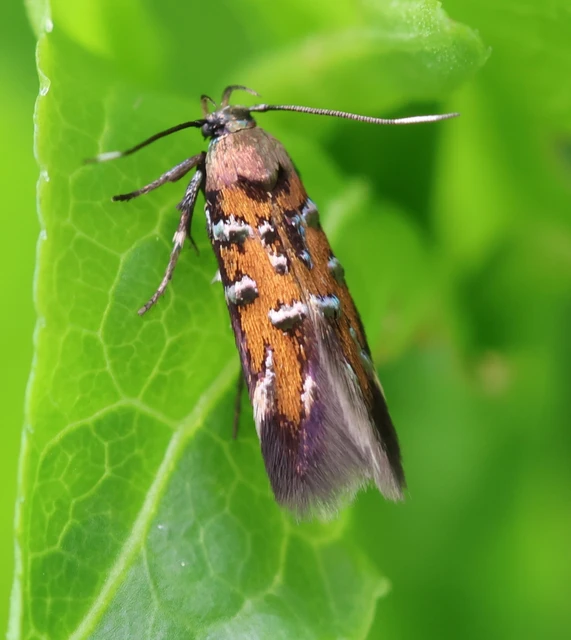 Pancalia leuwenhoekella - feketecsápú ibolyamoly
