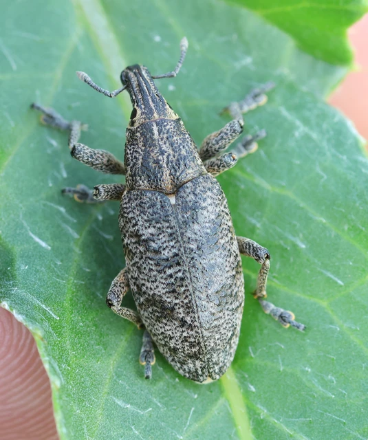 Cleonis pigra - közönséges bogáncsbarkó