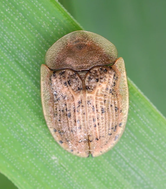 Cassida nebulosa - laboda-pajzsbogár Cassida nebulosa - laboda-pajzsbogár