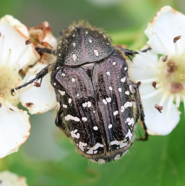 Oxythyrea funesta - sokpettyes virágbogár