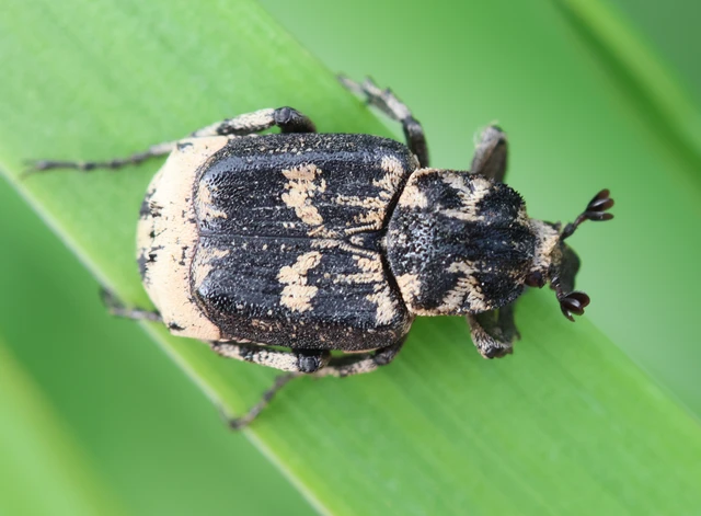 Valgus hemipterus - suta virágbogár
