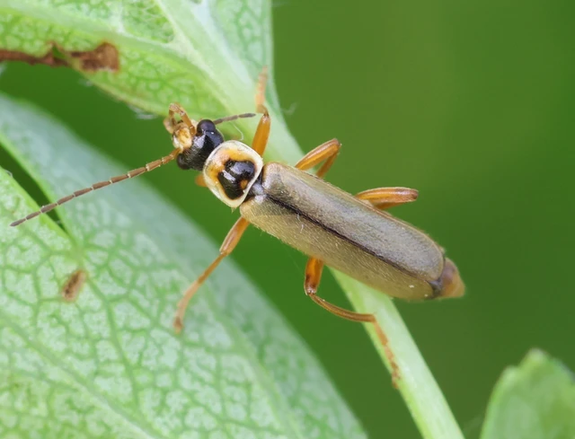 Metacantharis clypeata - tavaszi lágybogár