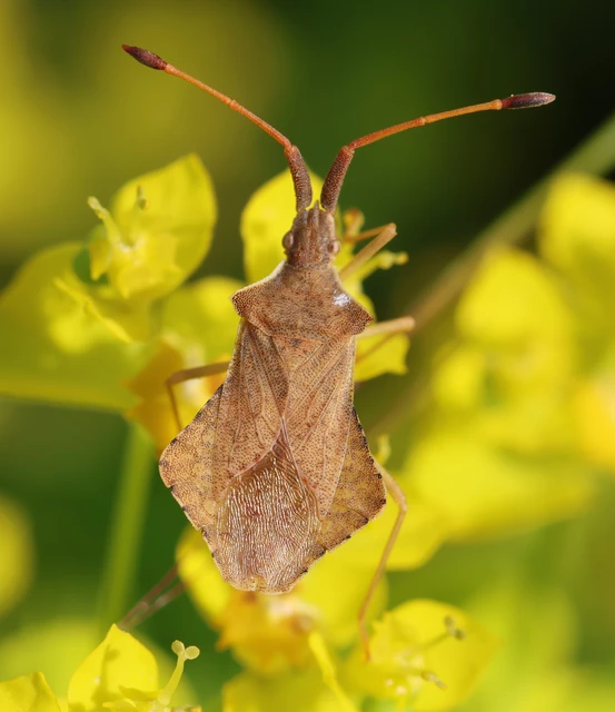 Syromastus rhombeus - vitorlás karimáspoloska
