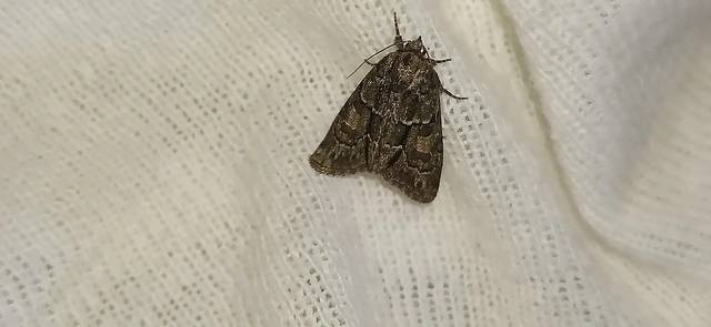 Cryphia fraudatricula - homoki zuzmóbagoly