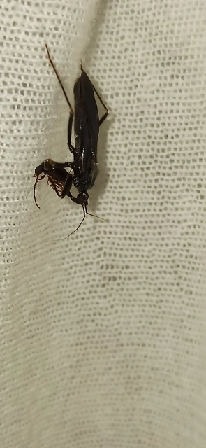 Reduvius personatus - szemetes zugpoloska