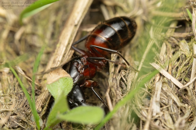 Camponotus ligniperda - faodvasító lóhangya