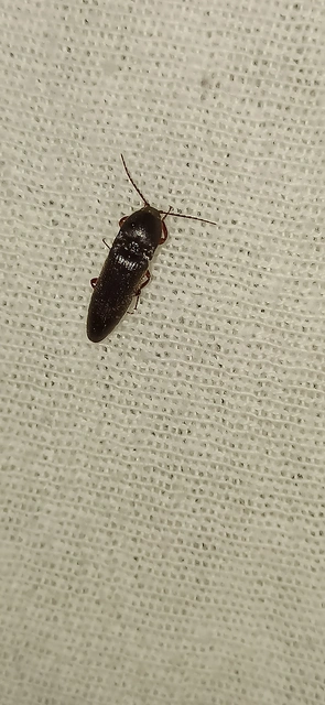 Melanotus