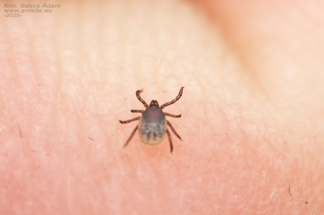 Ixodes ricinus - közönséges kullancs
