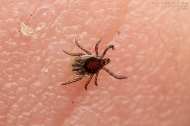 Ixodes ricinus - közönséges kullancs