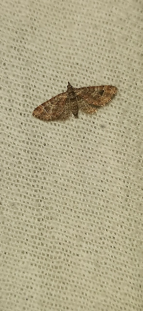 Gymnoscelis rufifasciata - vöröscsíkos törpearaszoló