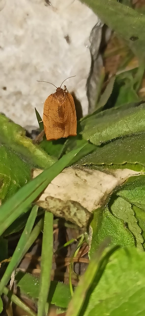 Cacoecimorpha pronubana - szegfű-sodrómoly