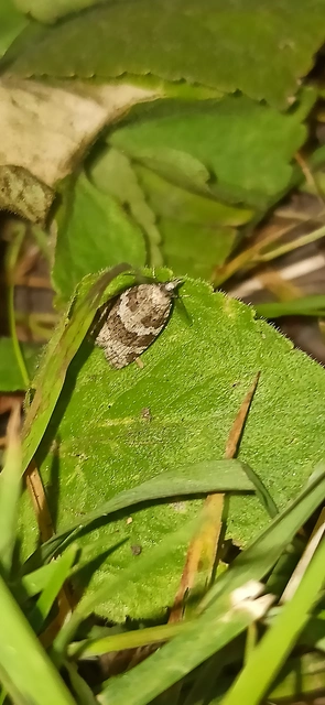 Cnephasia