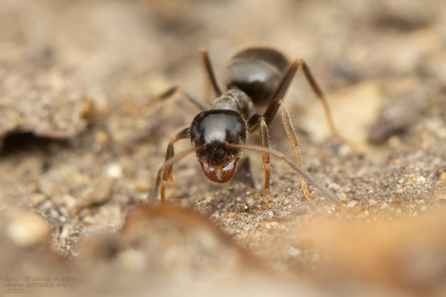 Lasius platythorax - erdei feketehangya
