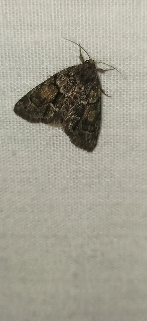 Cryphia fraudatricula - homoki zuzmóbagoly