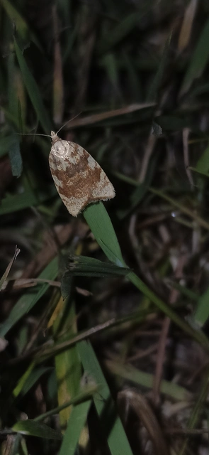 Aleimma loeflingiana - tölgylevél-sodrómoly Aleimma loeflingiana - tölgylevél-sodrómoly