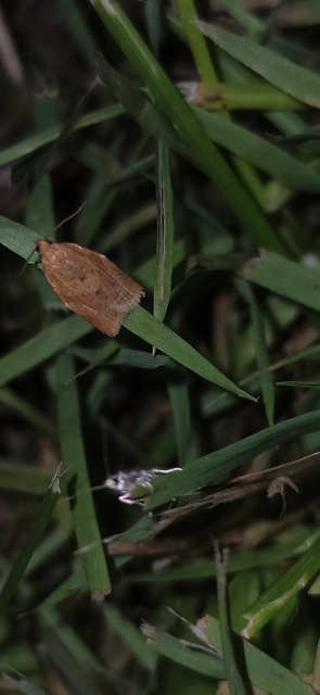 Clepsis consimilana - fagyal-sodrómoly