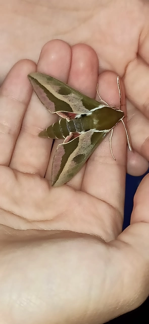 Hyles euphorbiae - kutyatejszender