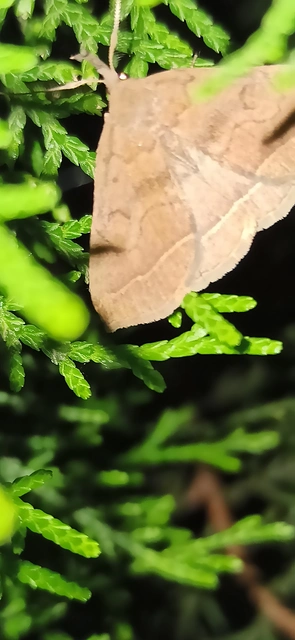 Pechipogo plumigeralis - tollascsápú karcsúbagoly