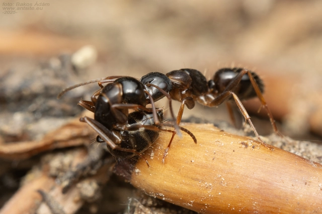 Camponotus fallax - ligeti lóhangya